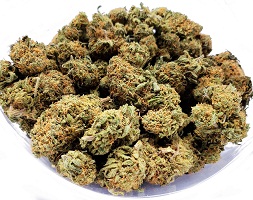 Blue cheese bud strain for sale with BTC