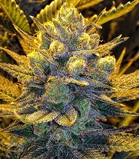 Blue cheese bud strain for sale in Kuwait