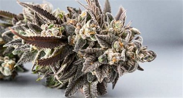 Girl scout cookies strain for sale in Kuwait