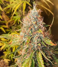 Jack Herer weed strain for sale in Europe