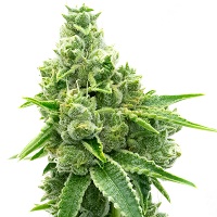 NYC diesel strain for sale in Texas