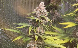 OG kush marijuana strain for sale in Texas