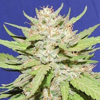 Wedding cake strain for sale in Asia