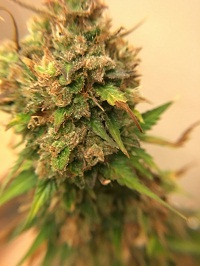 White widow weed strain for sale in Japan