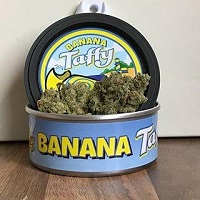 Buy Cali Weed Tins Online in the UK