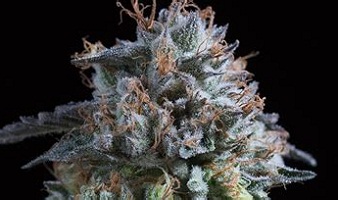 Buy Obama OG Weed online in California