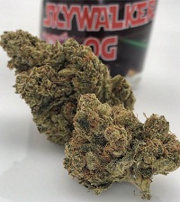 Buy Skywalker Weed Strain online