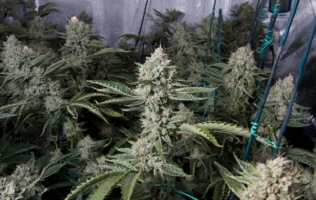 Buy Skywalker Weed Strain in Canada