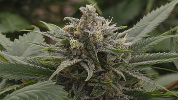 Buy Durban Poison marijuana