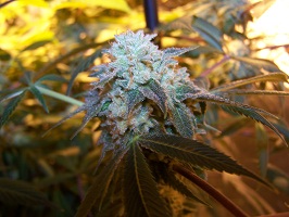 Order Gelato Strain Online in Canada