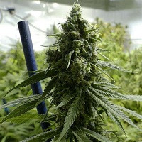 Buy Super Lemon Haze near me