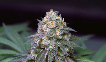 Buy White Runtz weed